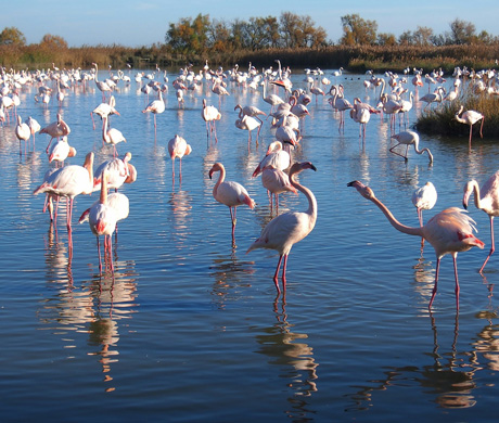 Flamants roses